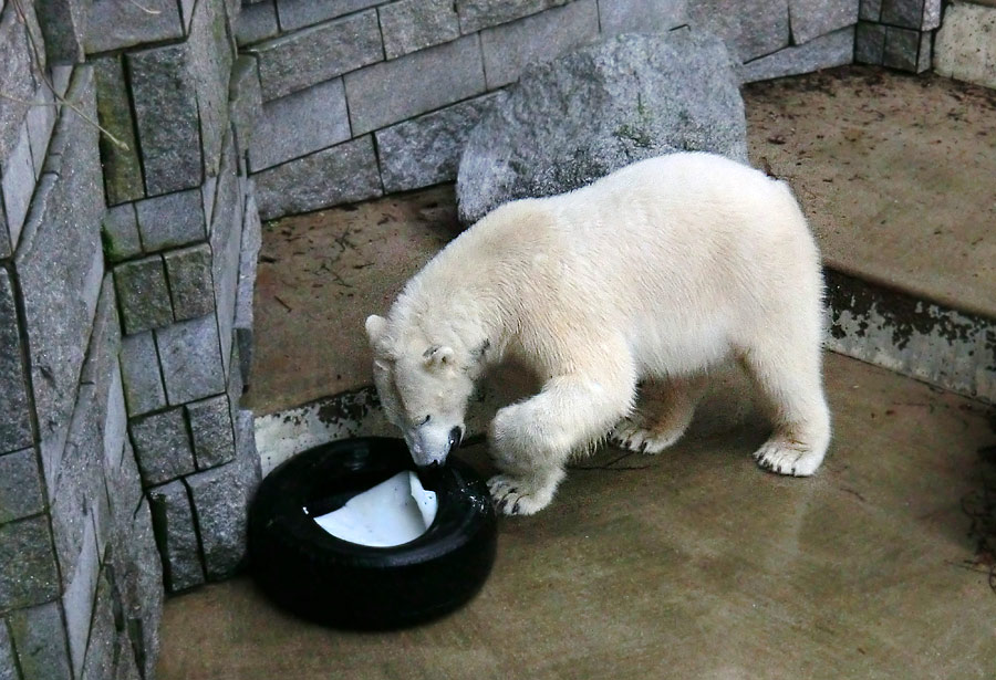 Eisbär LUKA im Zoologischen Garten Wuppertal am 9. Februar 2014