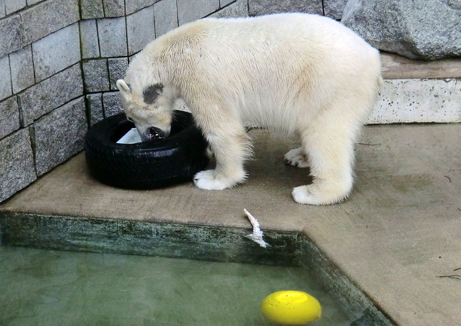 Eisbär LUKA im Wuppertaler Zoo am 9. Februar 2014