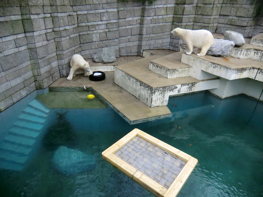 Eisbär LUKA und Eisbärin ANORI im Wuppertaler Zoo am 9. Februar 2014