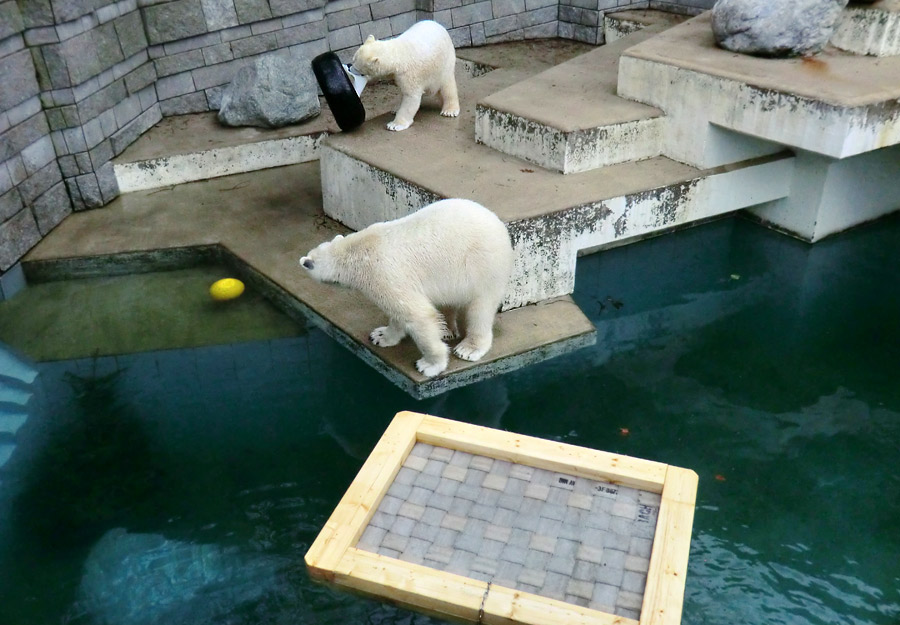 Eisbär LUKA und Eisbärin ANORI im Zoologischen Garten Wuppertal am 9. Februar 2014