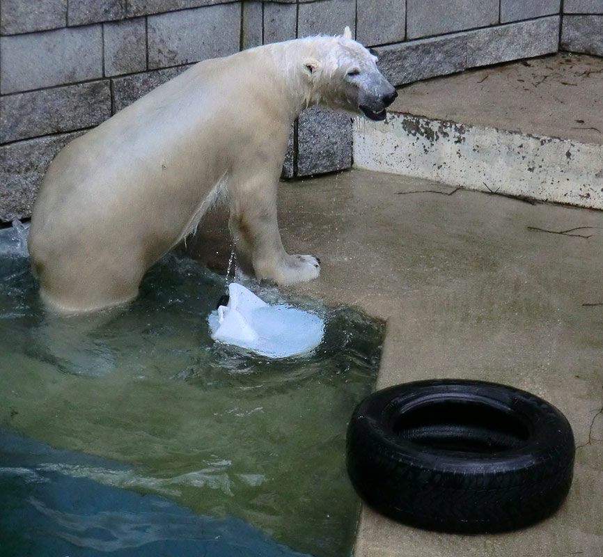Eisbär LUKA im Wuppertaler Zoo am 9. Februar 2014