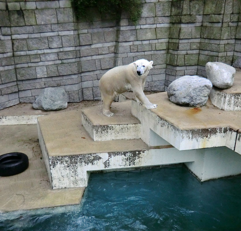 Eisbär LUKA im Zoo Wuppertal am 9. Februar 2014