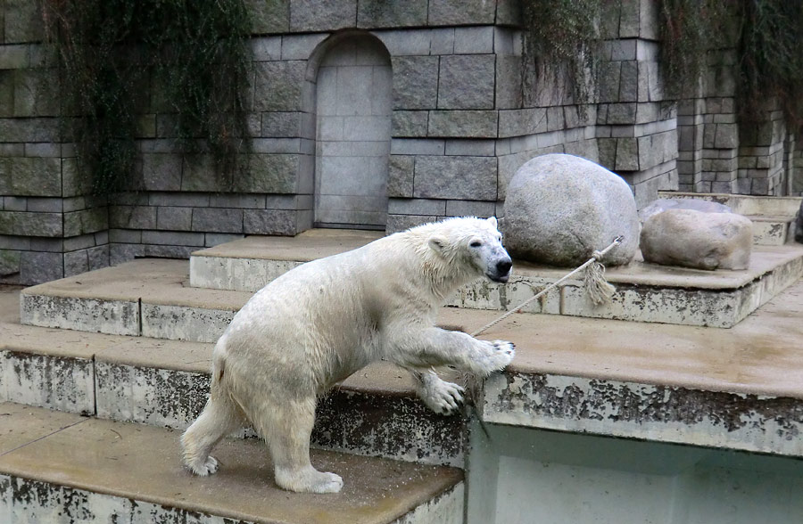 Eisbär LUKA im Wuppertaler Zoo am 9. Februar 2014