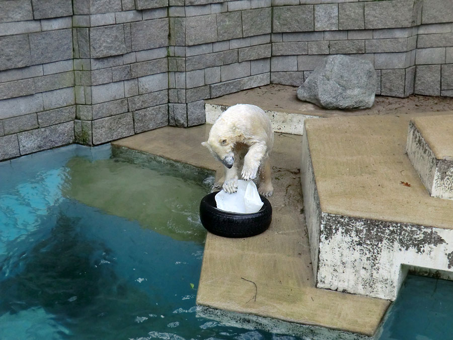 Eisbärin ANORI im Zoo Wuppertal am 9. Februar 2014