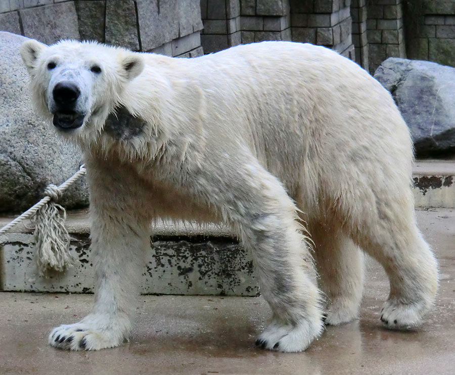 Eisbär LUKA im Zoologischen Garten Wuppertal am 9. Februar 2014