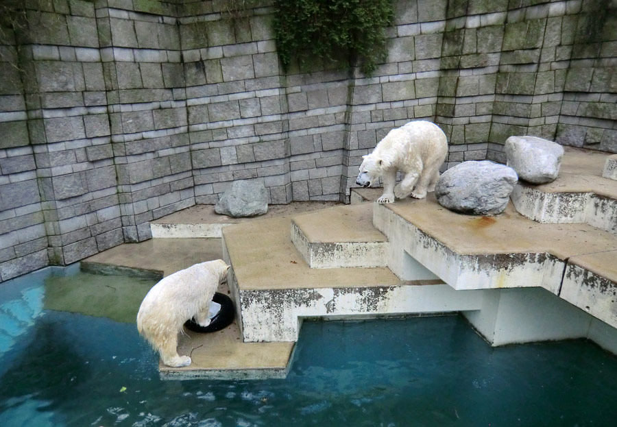 Eisbärin ANORI und Eisbär LUKA im Wuppertaler Zoo am 9. Februar 2014