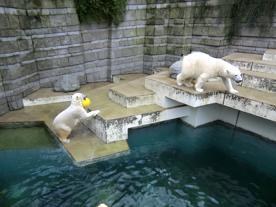 Eisbärin ANORI und Eisbär LUKA im Zoo Wuppertal am 22. Februar 2014