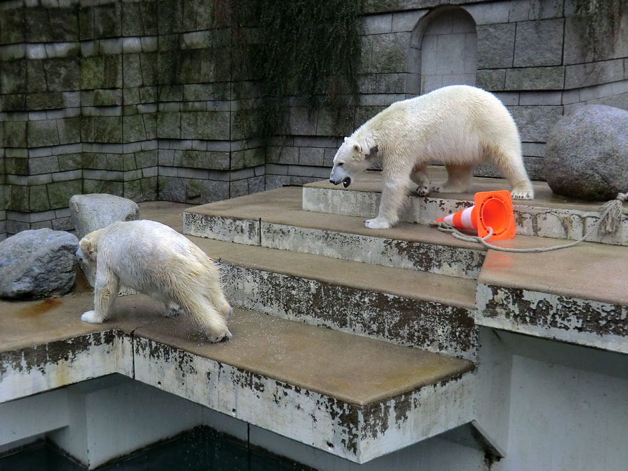 Eisbärin ANORI und Eisbär LUKA im Wuppertaler Zoo am 22. Februar 2014