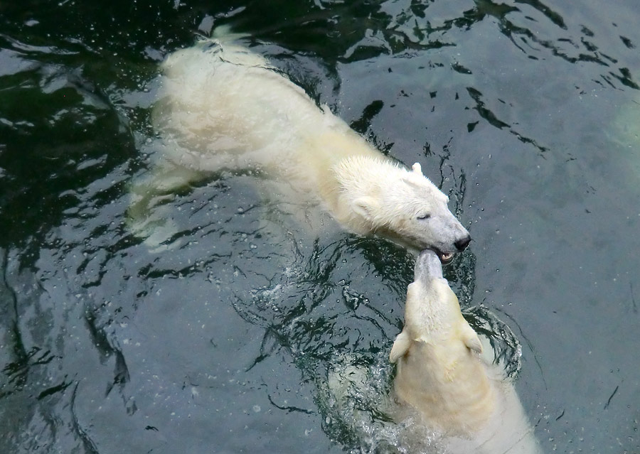 Eisbär LUKA und Eisbärin ANORI im Zoo Wuppertal am 22. Februar 2014