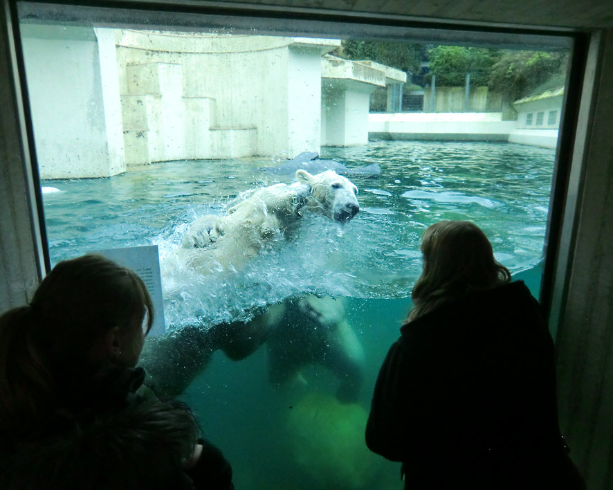 Eisbärin ANORI und Eisbär LUKA im Zoologischen Garten Wuppertal am 22. Februar 2014