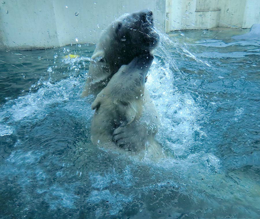 Eisbär LUKA und Eisbärin ANORI im Zoo Wuppertal am 22. Februar 2014