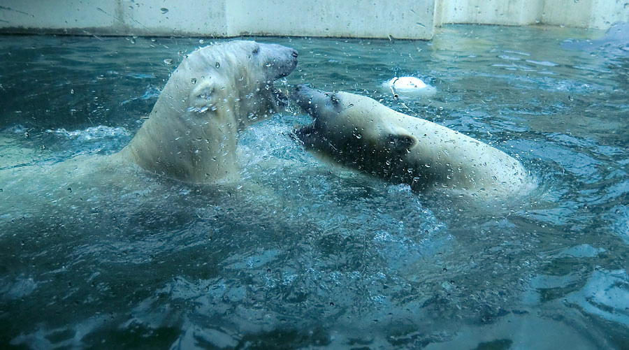 Eisbär LUKA und Eisbärin ANORI im Zoologischen Garten Wuppertal am 22. Februar 2014