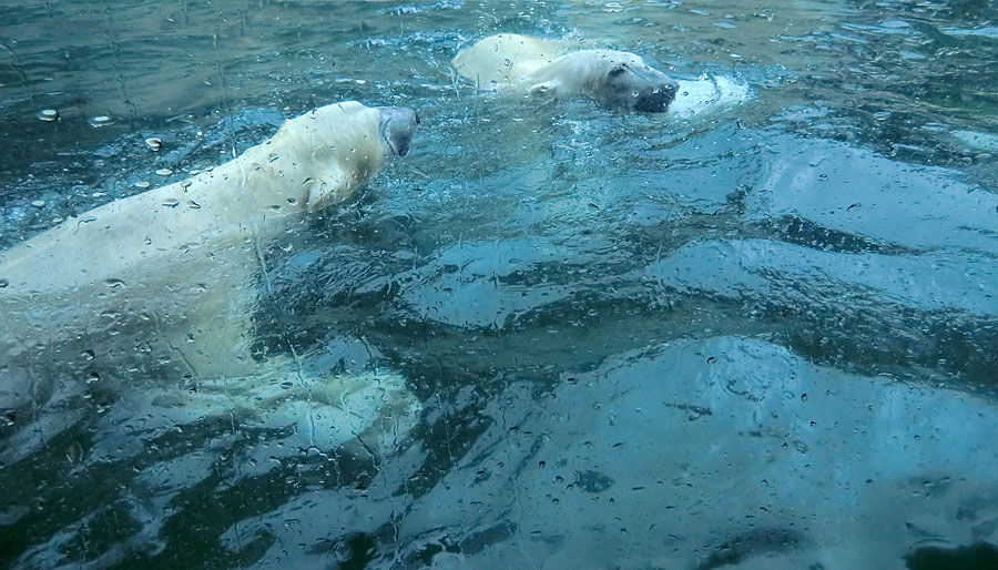 Eisbärin ANORI und Eisbär LUKA im Wuppertaler Zoo am 22. Februar 2014