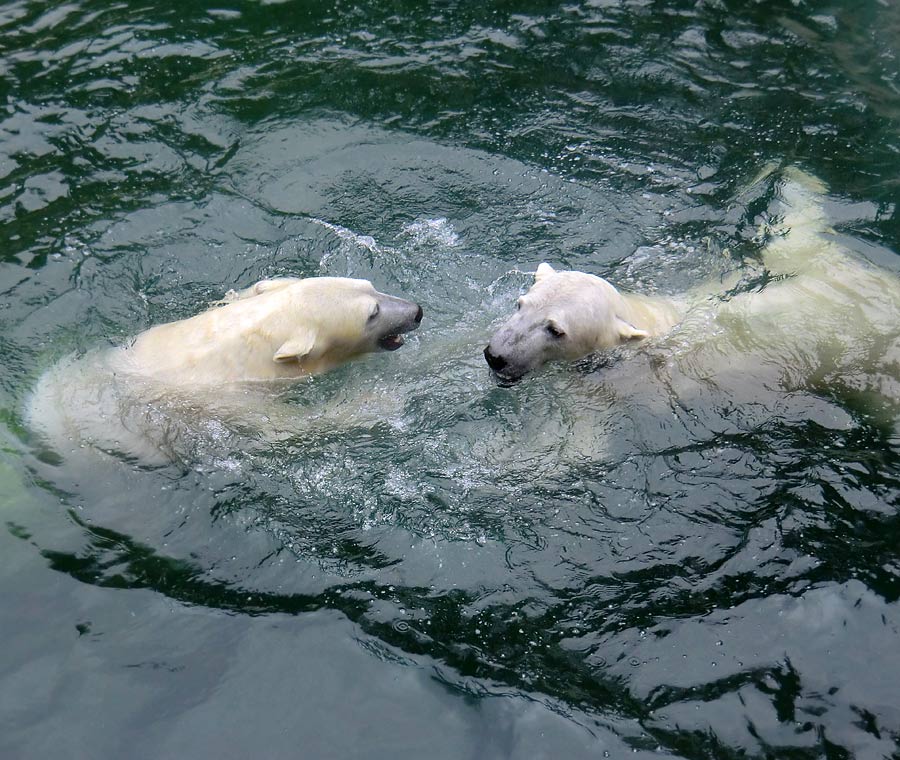 Eisbärin ANORI und Eisbär LUKA im Zoo Wuppertal am 22. Februar 2014