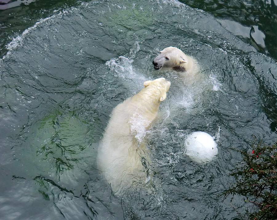 Eisbärin ANORI und Eisbär LUKA im Zoologischen Garten Wuppertal am 22. Februar 2014