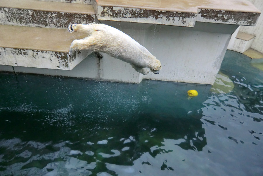 Eisbärin ANORI im Zoologischen Garten Wuppertal am 22. Februar 2014