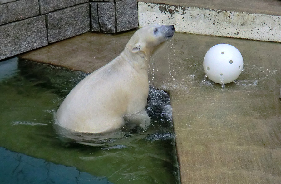Eisbärin ANORI im Wuppertaler Zoo am 22. Februar 2014