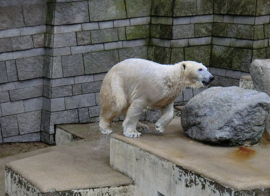 Eisbär im Zoo Wuppertal am 22. Februar 2014