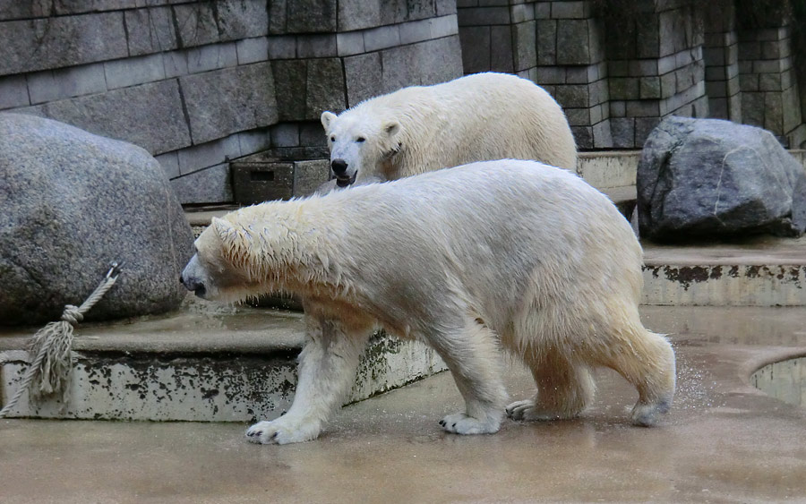 Eisbärin ANORI und Eisbär LUKA im Zoologischen Garten Wuppertal am 22. Februar 2014