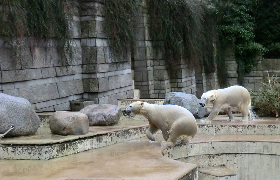 Eisbärin ANORI und Eisbär LUKA im Wuppertaler Zoo am 22. Februar 2014