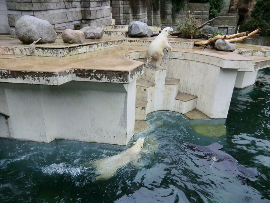 Eisbärin ANORI im Wasser und Eisbär LUKA im Zoo Wuppertal am 22. Februar 2014