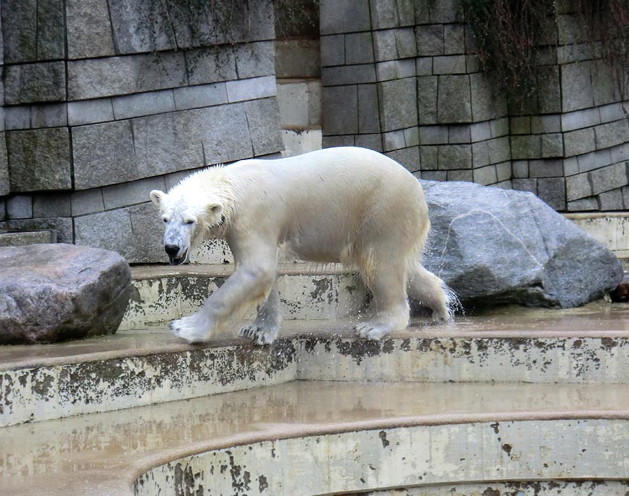 Eisbär LUKA im Zoo Wuppertal am 22. Februar 2014