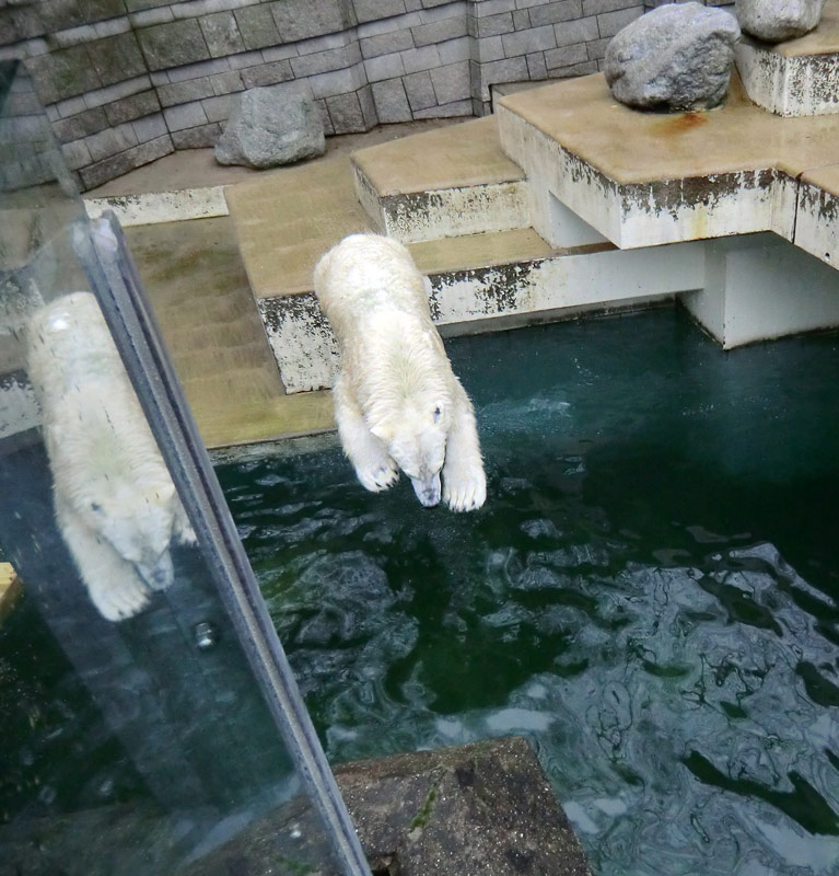 Eisbär LUKA im Zoologischen Garten Wuppertal am 22. Februar 2014