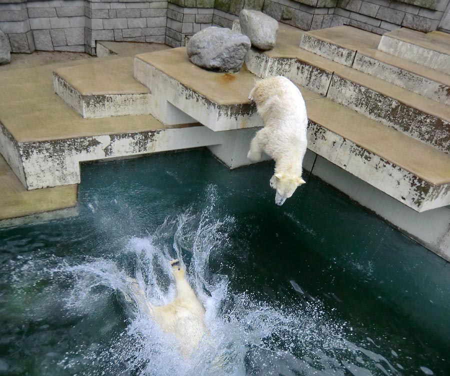 Eisbär LUKA im Wasser und Eisbärin ANORI im Zoo Wuppertal am 22. Februar 2014
