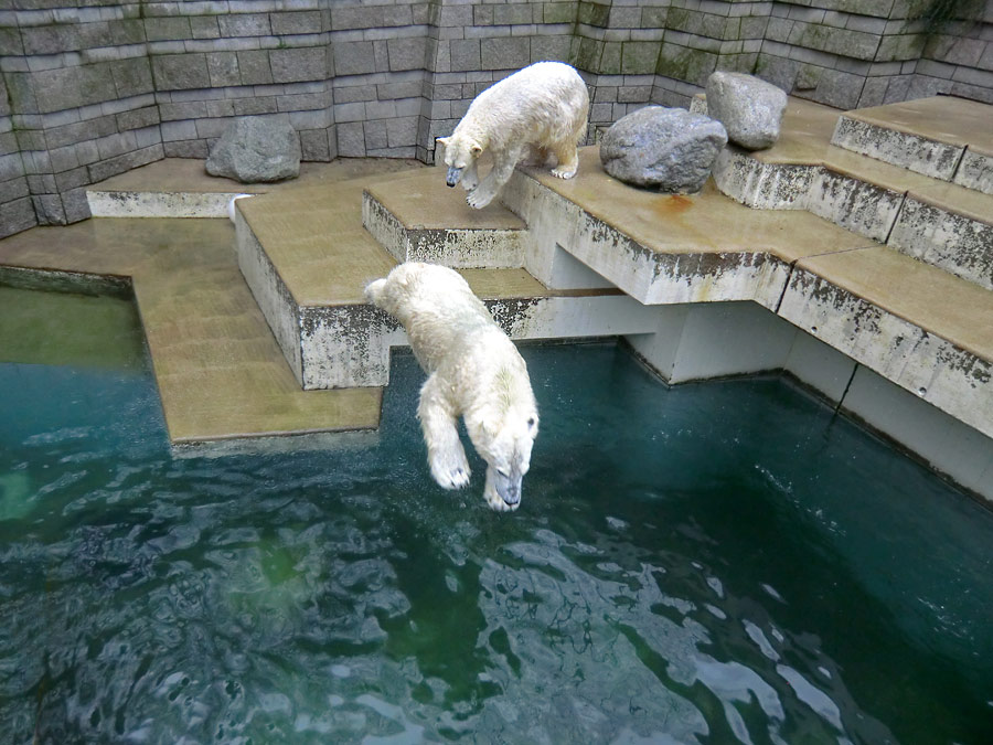 Eisbär LUKA beim Sprung ins Wasser und Eisbärin ANORI im Wuppertaler Zoo am 22. Februar 2014