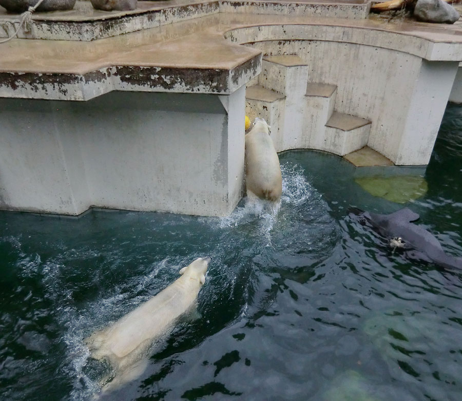 Eisbär LUKA im Wasser und Eisbärin ANORI an der Treppe im Zoo Wuppertal am 22. Februar 2014