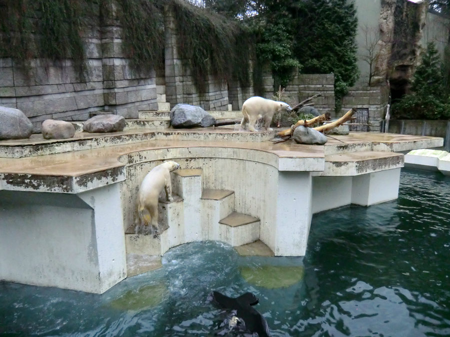 Eisbärin ANORI und Eisbär LUKA im Zoologischen Garten Wuppertal am 22. Februar 2014