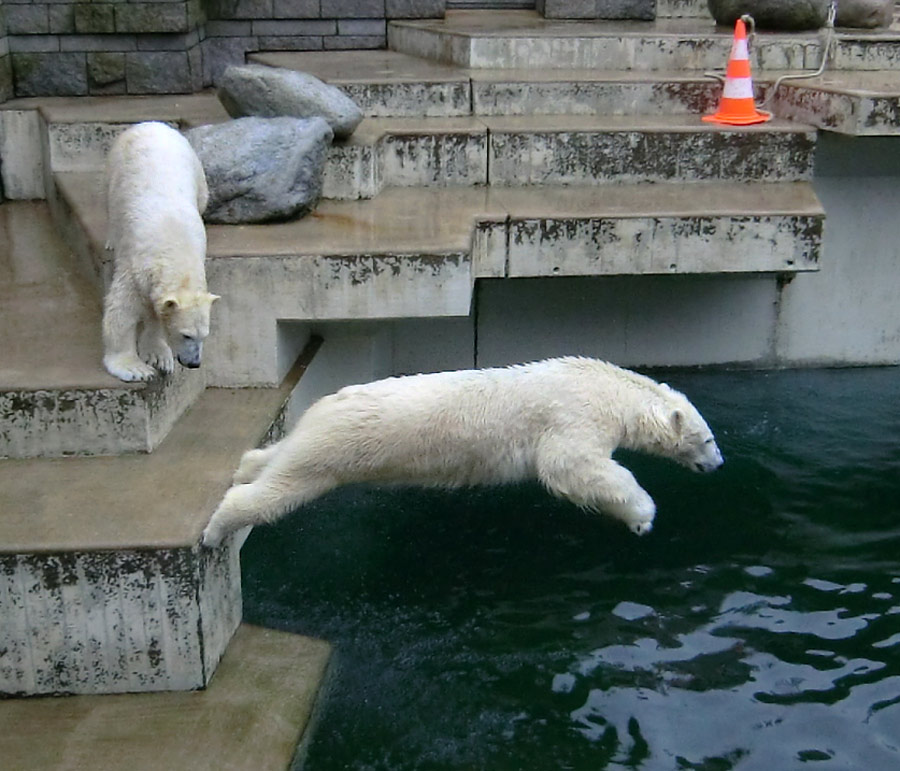 Eisbärin ANORI und Eisbär LUKA im Zoologischen Garten Wuppertal am 22. Februar 2014