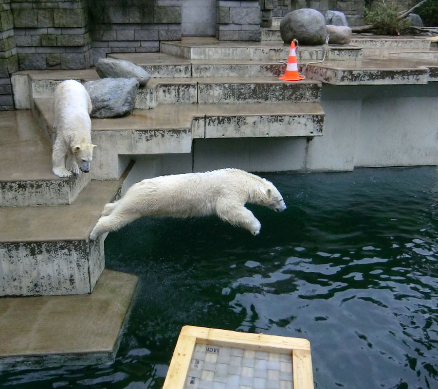 Eisbärin ANORI und Eisbär LUKA im Zoo Wuppertal am 22. Februar 2014