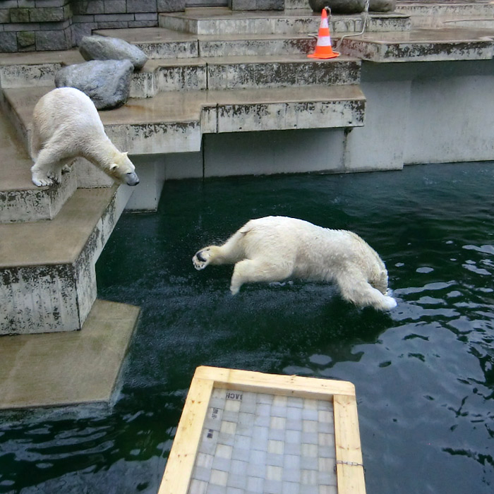Eisbären ANORI und LUKA am 22. Februar 2014 im Wuppertaler Zoo