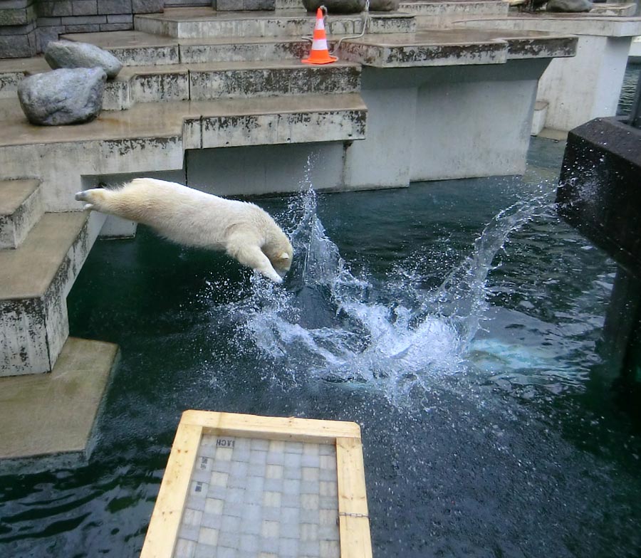 Eisbärin ANORI im Zoologischen Garten Wuppertal am 22. Februar 2014