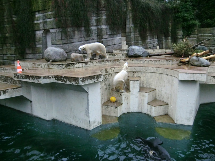 Eisbär LUKA und Eisbärin ANORI im Zoologischen Garten Wuppertal am 22. Februar 2014