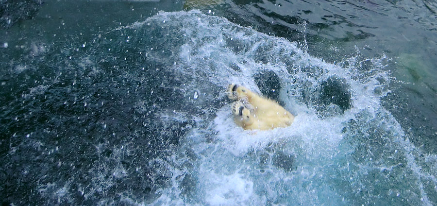 Eisbärin ANORI im Zoologischen Garten Wuppertal am 22. Februar 2014