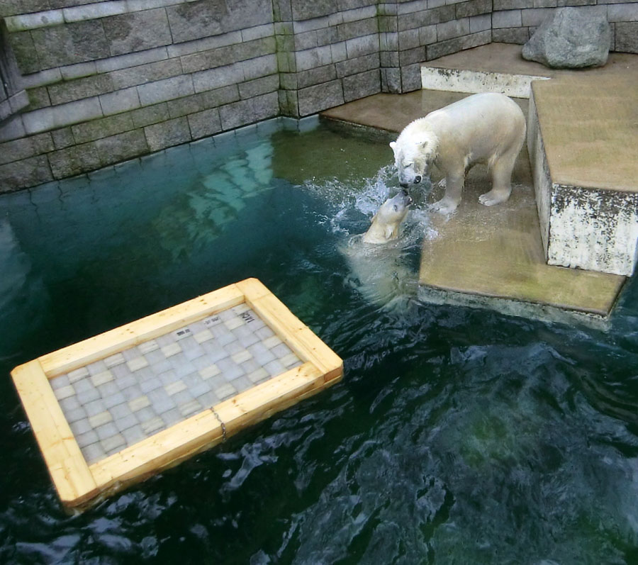 Eisbärin ANORI im Wasser und Eisbär LUKA im Wuppertaler Zoo am 22. Februar 2014