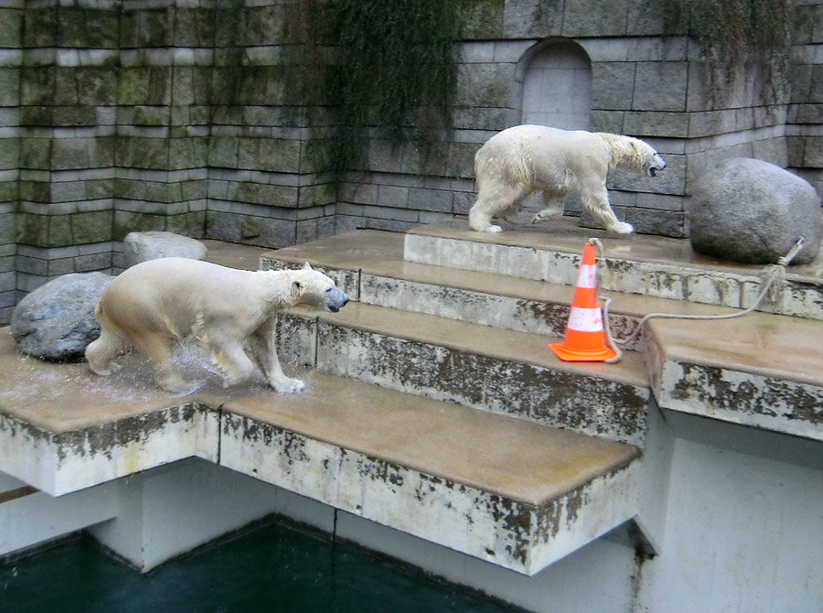 Eisbärin ANORI und Eisbär LUKA im Zoo Wuppertal am 22. Februar 2014