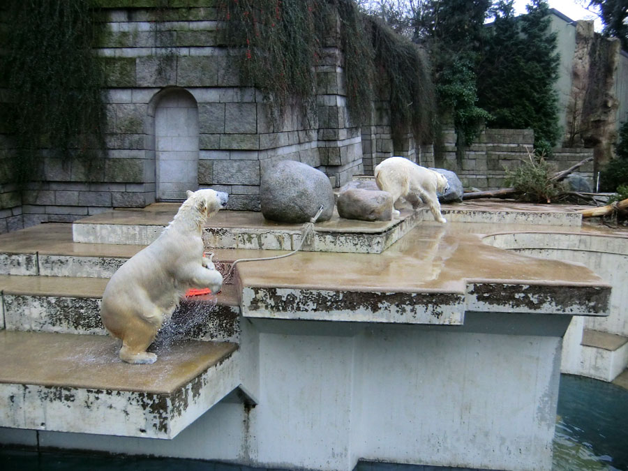 Eisbärin ANORI und Eisbär LUKA im Zoologischen Garten Wuppertal am 22. Februar 2014