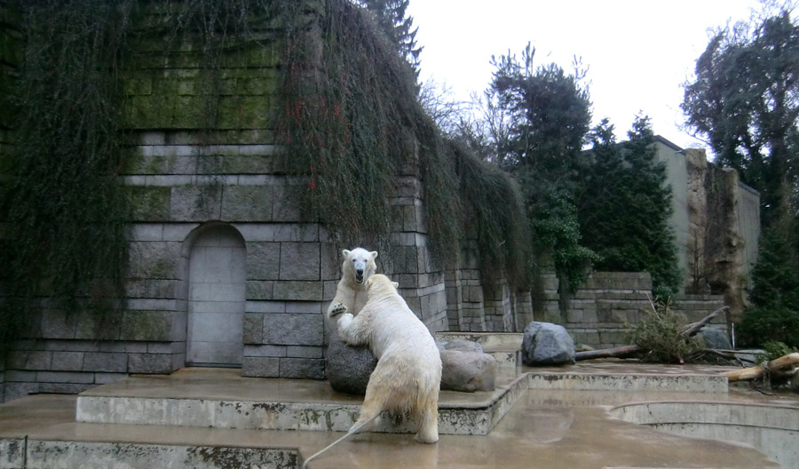 Eisbär LUKA und Eisbärin ANORI im Wuppertaler Zoo am 22. Februar 2014