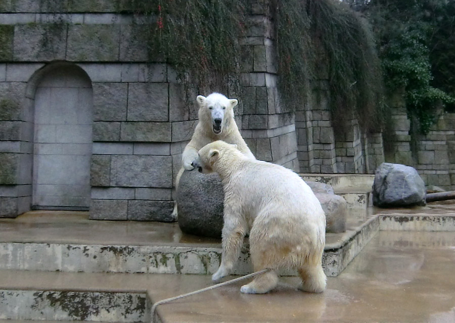 Eisbär LUKA und Eisbärin ANORI im Zoo Wuppertal am 22. Februar 2014