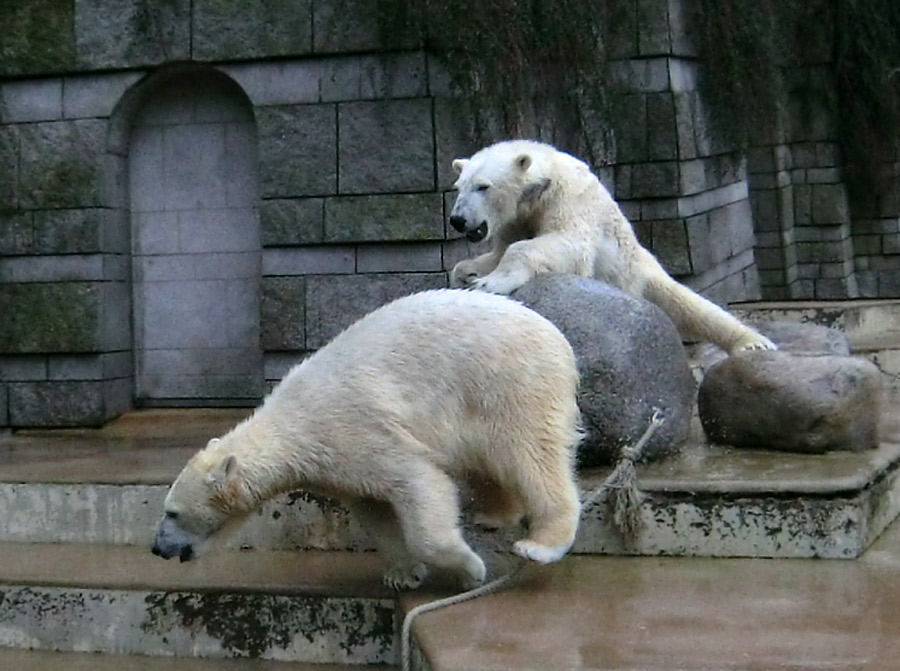 Eisbärin ANORI und Eisbär LUKA im Zoo Wuppertal am 22. Februar 2014