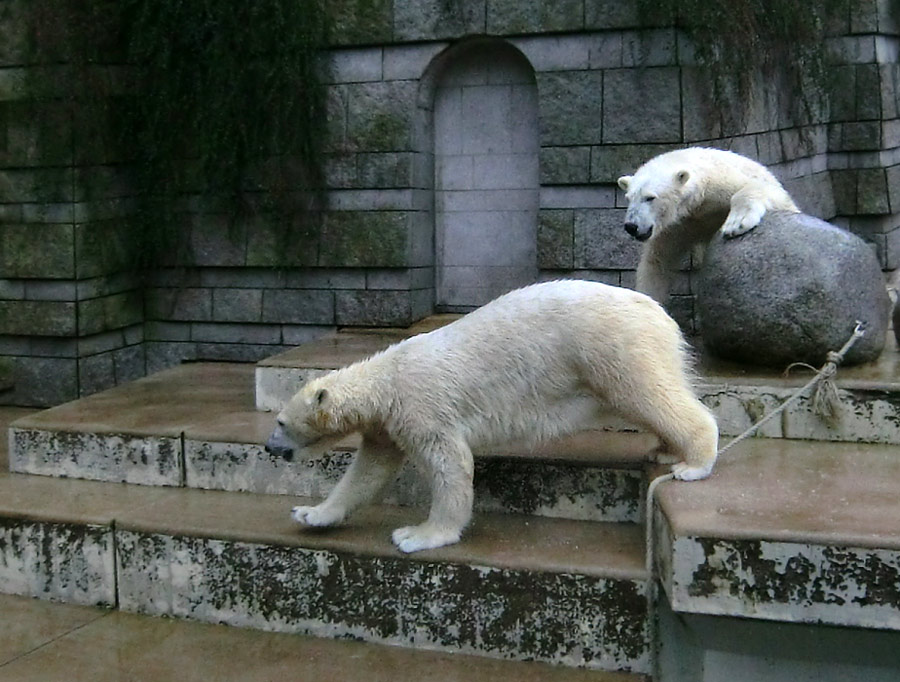 Eisbärin ANORI und Eisbär LUKA im Zoologischen Garten Wuppertal am 22. Februar 2014