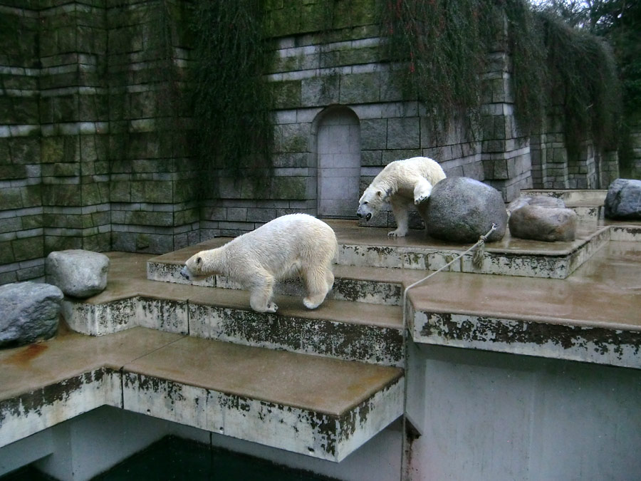 Eisbärin ANORI und Eisbär LUKA im Wuppertaler Zoo am 22. Februar 2014