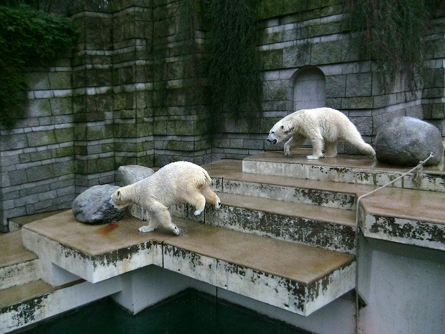 Eisbärin ANORI und Eisbär LUKA im Zoologischen Garten Wuppertal am 22. Februar 2014