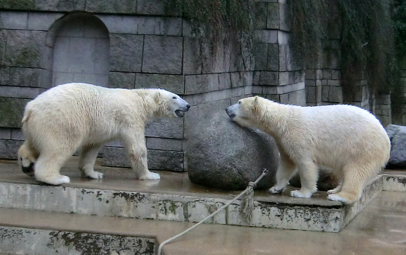 Eisbär LUKA und Eisbärin ANORI im Zoo Wuppertal am 22. Februar 2014