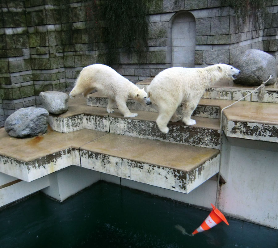 Eisbärin ANORI und Eisbär LUKA im Zoologischen Garten Wuppertal am 22. Februar 2014