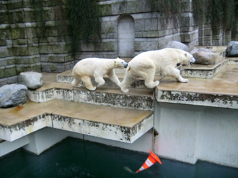 Eisbärin ANORI und Eisbär LUKA im Wuppertaler Zoo am 22. Februar 2014