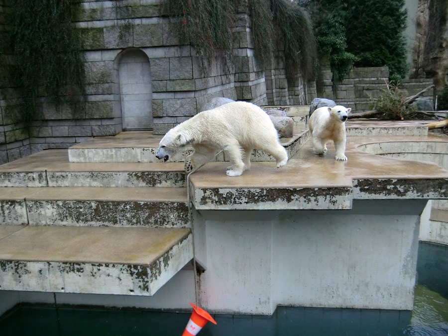 Eisbär LUKA und Eisbärin ANORI im Zoo Wuppertal am 22. Februar 2014